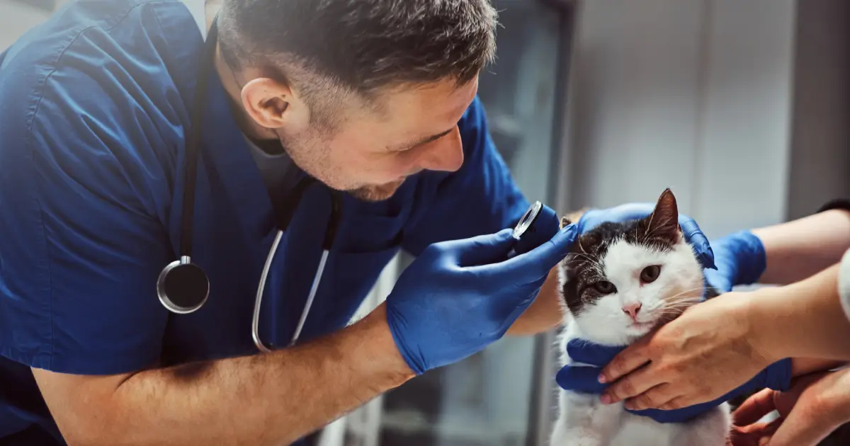 A veterinarian conducting a check-up on a cat to address behavioral concerns.